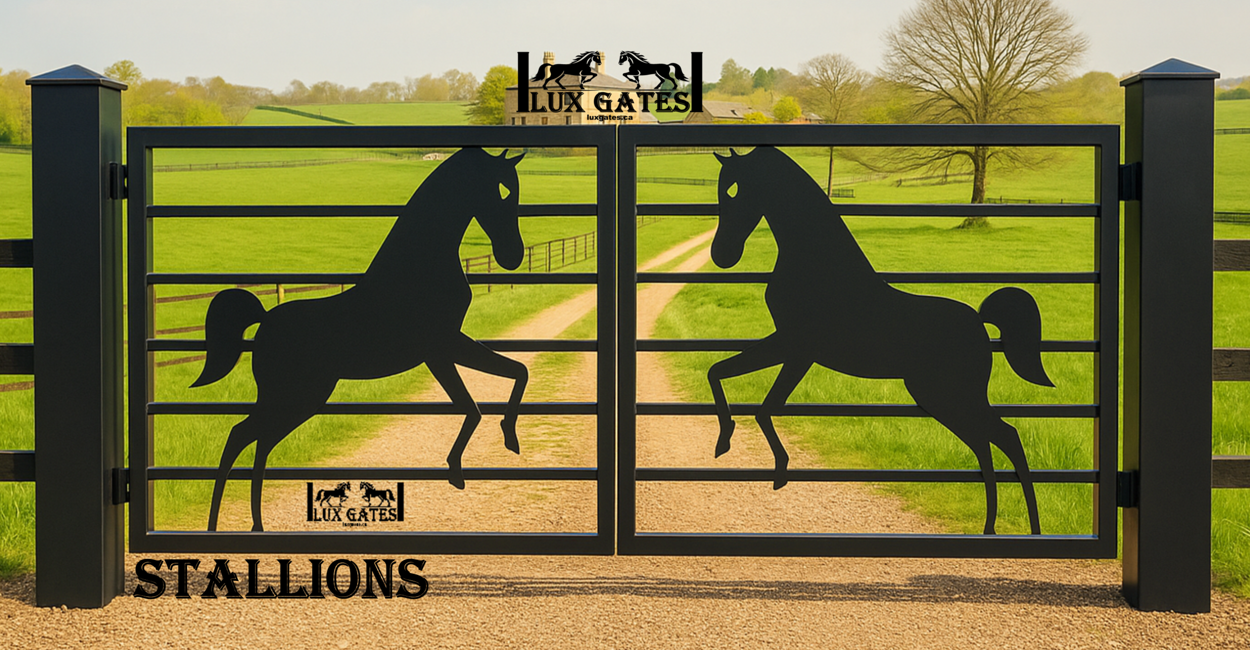 stallions stallions